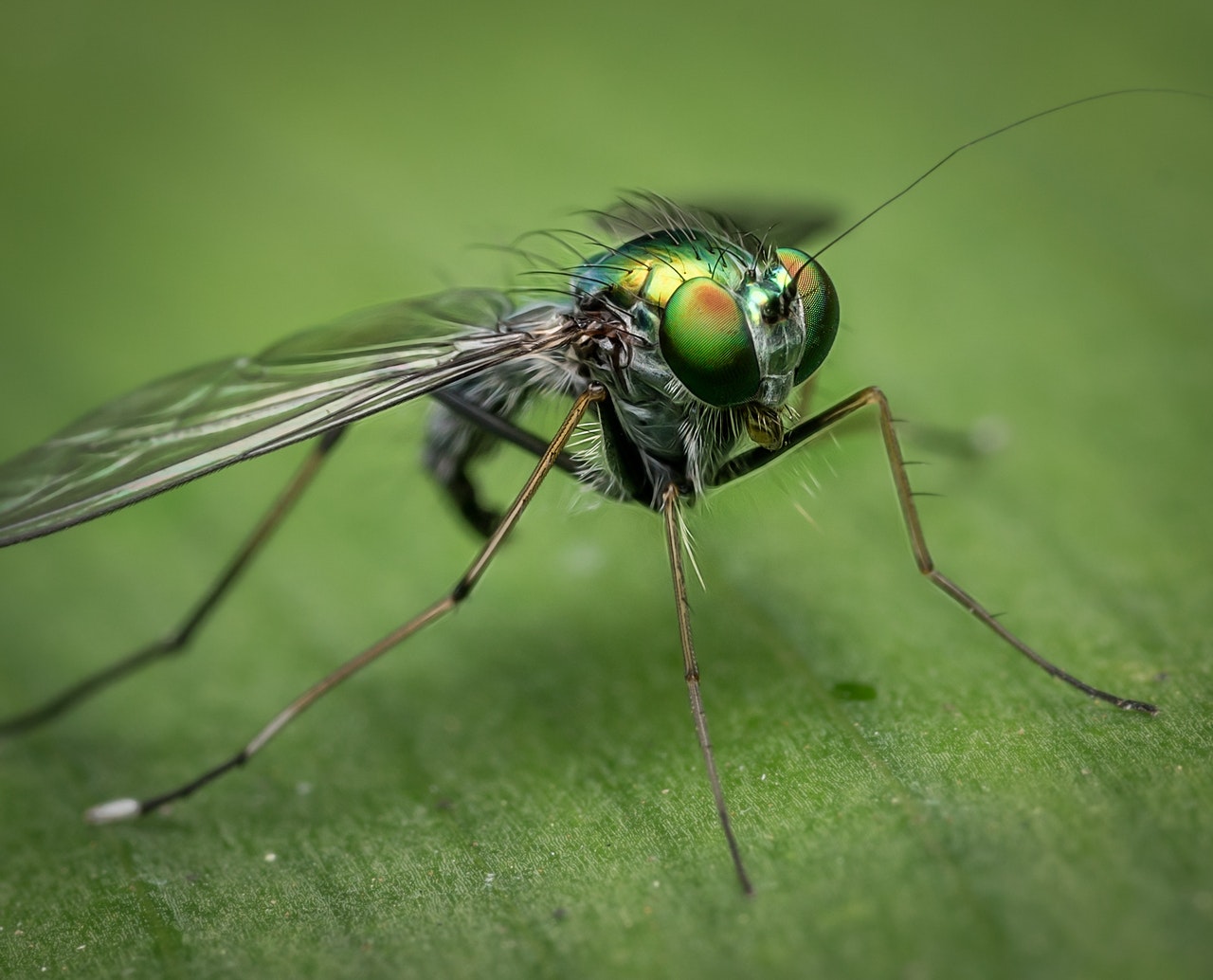 קטלן יתושים – שמים סוף לעקיצות היתושים 